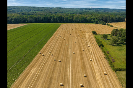 Cornfield