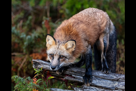 Hesitant Red Fox