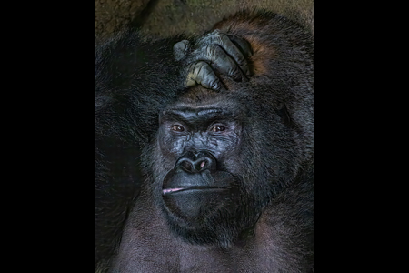 Pondering Silverback