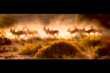 Springbok On The Run