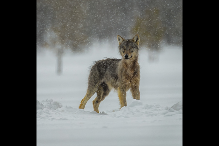 Wolf In Snow