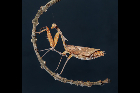 Dead-Leaf Mantis