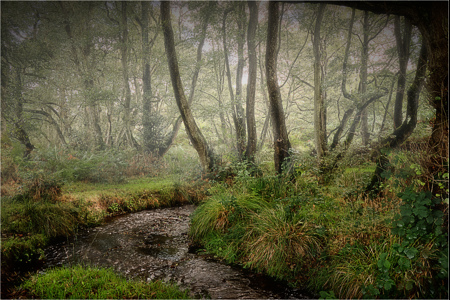 The Brook On Cannock Chase