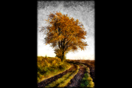 Arbre En Automne