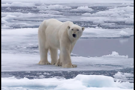 Polar Bear Surveys Diminishing Arctic Ice.