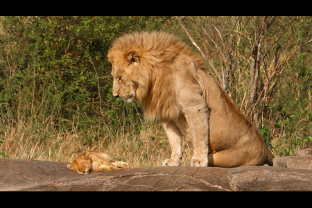 Dreamingofdad