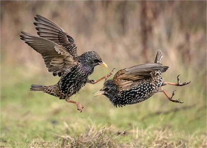 Starlings Scraping