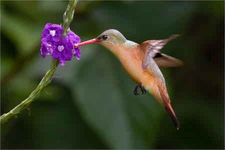 Cinnamon Hummingbird Feeding