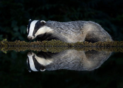Badger Reflection
