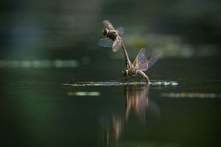 The Dance Of The Dragonflies
