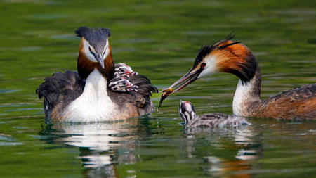 Great Crested Grebes 07