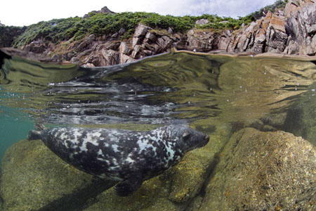 Lundy Grey Seal