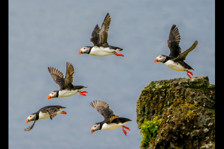 Five Puffins