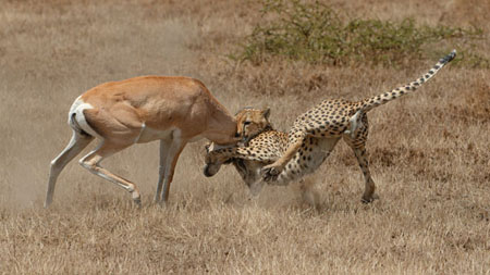 Male Cheetah Going For The Kill