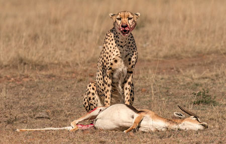 Cheetah Guarding Tommie Kill