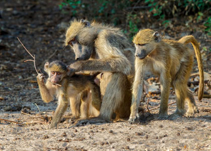 Baboon Family Grooming