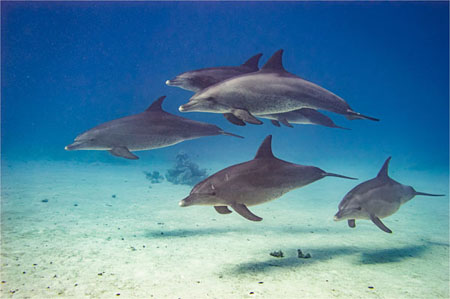 A Pod Of Five Dolphins