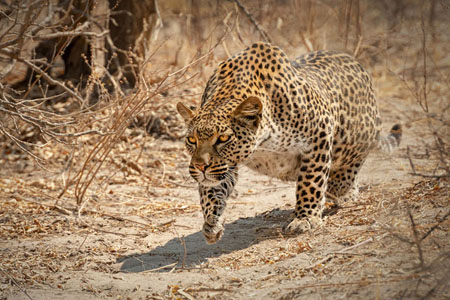 Leopard Stalking