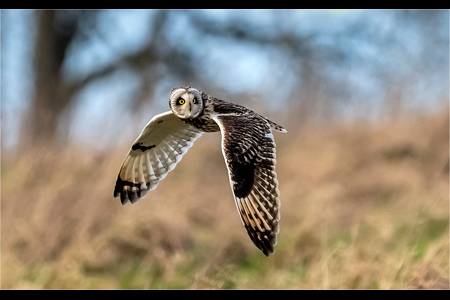 Short Eared Owl Hunting