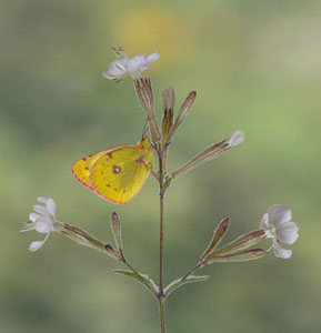 Berger's Clouded Yellow On Catchfly