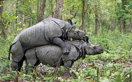 Indian Rhino Mating  1