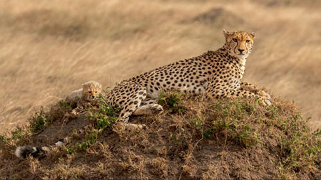Cheetah With Cub At Rest