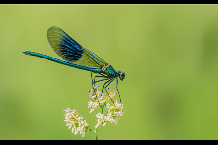 Male Banded Demoiselle