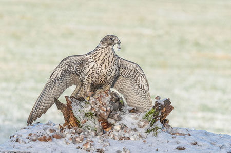 Grey Gyr Falcon Mantling In Snow