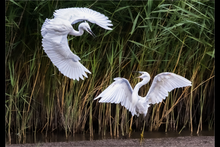 Egret Dispute