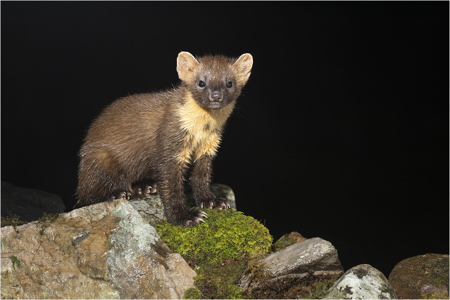 Pine Marten