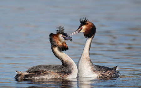 Crested Grebe Courtship
