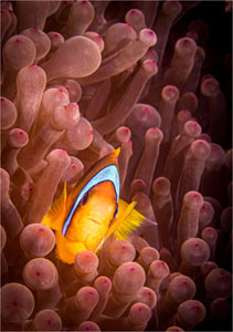 Clownfish In A Red Sea Anemone