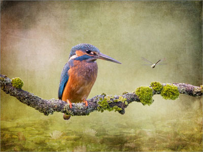 Kingfisher And Dragonfly