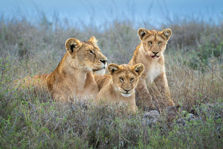 Lion Cubs With Mother