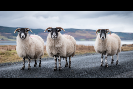 3 Sheep Of Mull