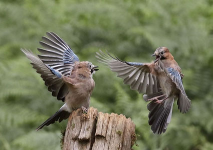 Jays Scrapping