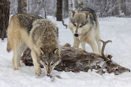 Two Wolves Sharing Carcass