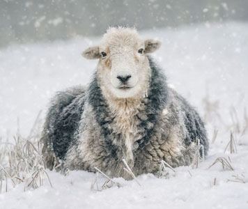 Portrait Of A Herdwick Sheep