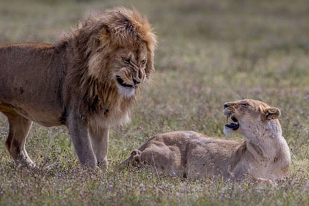 Lion Dialogue