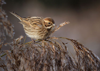 Reed Bunting On Winter Reeds
