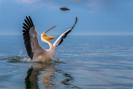 White Pelican Catching A Fish