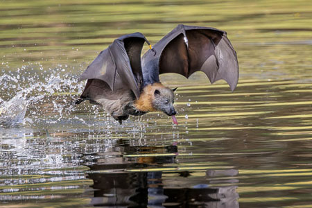 Bat Drinking Water