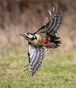 Great Spotted Woodpecker In Flight