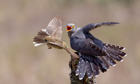 Cuckoo Attack