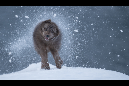 Blue Morph Arctic Fox Shaking