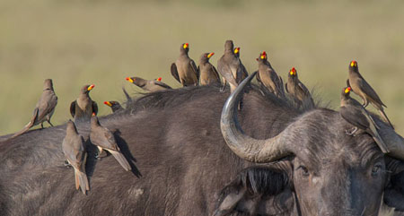 Yellow-Billed Oxpeckers On Buffalo