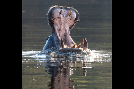 Yawn Of A Chobe Hippo