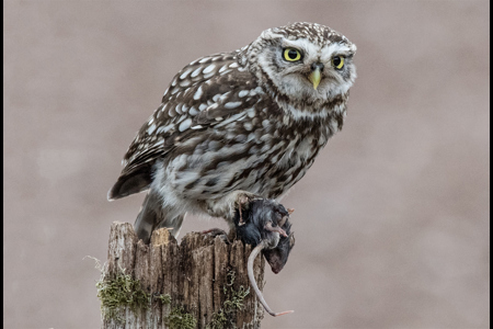 Owl With Mouse