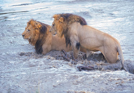 Male Lions Crossing River