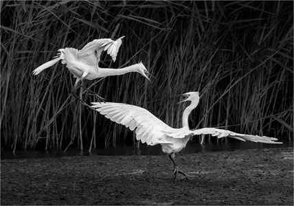 Fighting Egrets